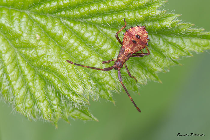 Coreidae: Coreus marginatus (neanide) del Trentino